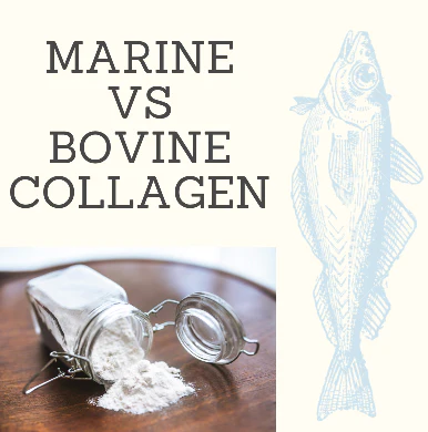 Marine Collagen Supplement VS Bovine Collagen Supplement