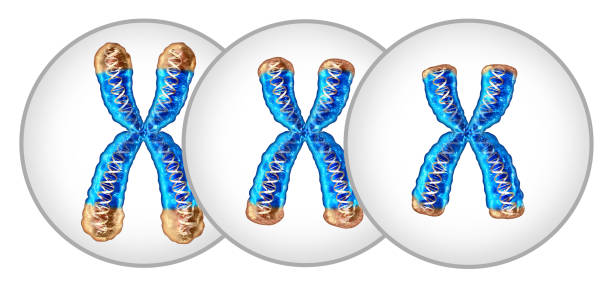 Age deceleration and science behind aging: Telomeres