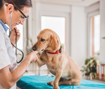 Nutraceuticals for Dogs: Vet Visit