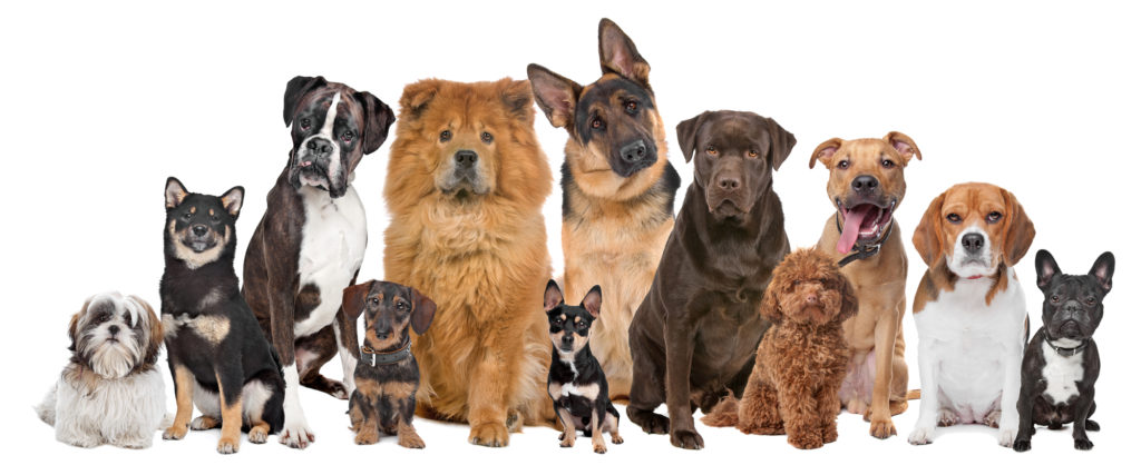 Nutraceuticals for dogs: All breeds and types